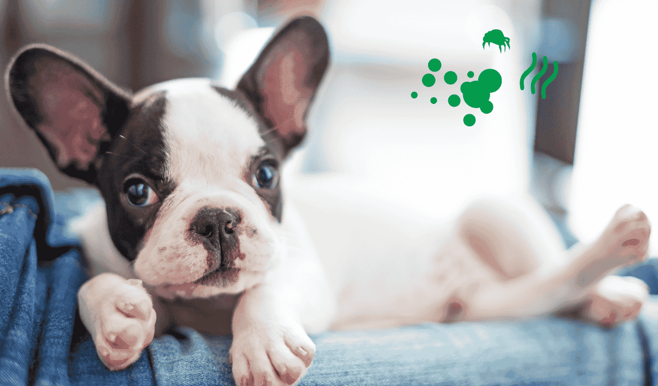 חיים עם חברים על ארבע בלי ריח ואלרגיה