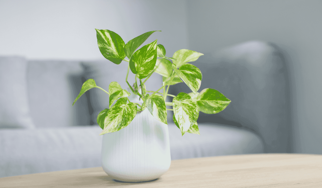 כיצד לבחור מטהר אוויר שמתאים לכם