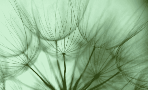 טיפים להקלה לסובלים מאלרגיה עונתית בישראל