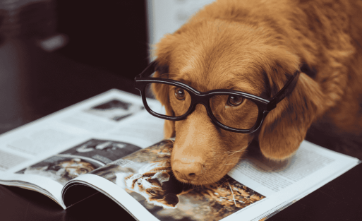 מטהרי אוויר לאוהבי חיות מחמד: הפחתת ריחות ואלרגנים