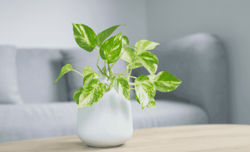 כיצד לבחור מטהר אוויר שמתאים לכם